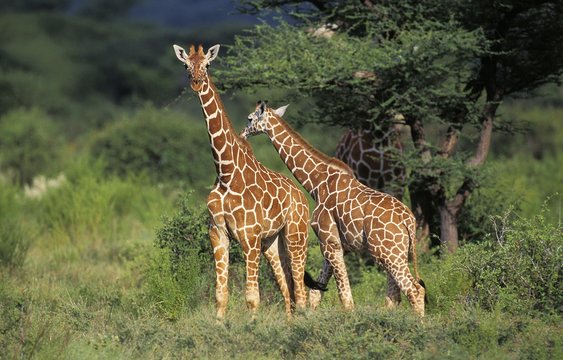 Reticulated Giraffe, giraffa camelopardalis reticulata, Samburu Park in Kenya