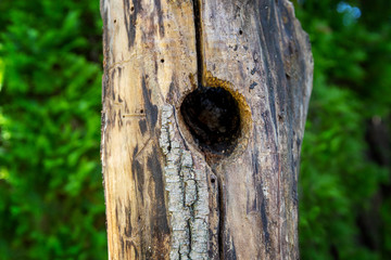 tree hole in dead tree in a forest
