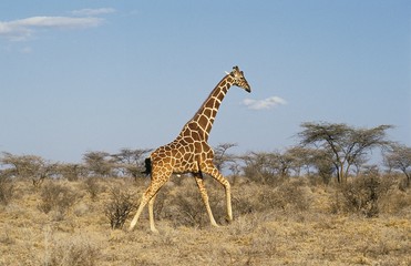Reticulated Giraffe, giraffa camelopardalis reticulata, Adult running through Savannah, Samburu Park in Kenya
