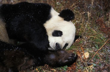 Giant Panda, ailuropoda melanoleuca, Adult resting, Wolong Reserve in China