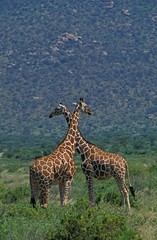 Reticulated Giraffe, giraffa camelopardalis reticulata, Samburu Park in Kenya