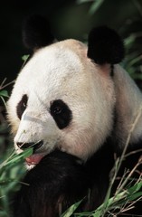 Giant Panda, ailuropoda melanoleuca, Adult eating Bamboo