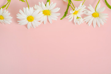 Chamomile card background on pink background with copy space
