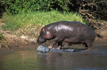 Hippopotamus, hippopotamus amphibius, Adult emerging from River, Masai Mara Park in Kenya