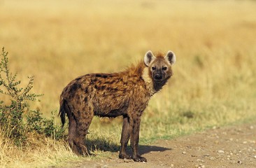 Spotted Hyena, crocuta crocuta, Adult at Masai Mara Park in Kenya