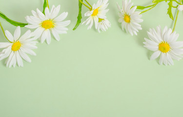 Chamomile postcard background on green background with copy space