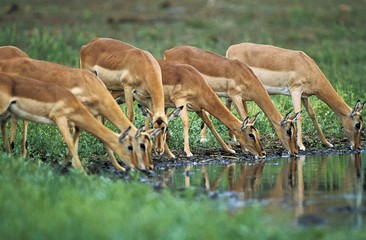 Impala, aepyceros melampus, Group of Females drinking at Waterhole, Masai Mara Park in Kenya