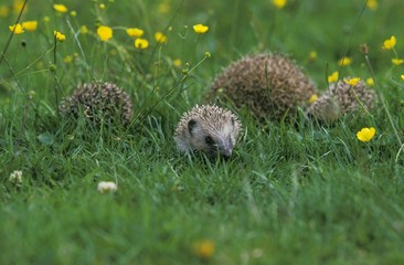 European Hedgehog, erinaceus europaeus, Mother with Youngs, Normandy © slowmotiongli