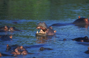 Hippopotamus, hippopotamus amphibius, Group standing in River, Masai Mara Park in Kenya