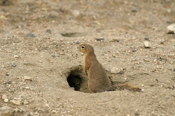 Pallid Ground Squirrel, xerus rutilus, Adult standing at Den Entrance, Kenya