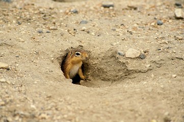 Pallid Ground Squirrel, xerus rutilus, Adult standing at Den Entrance, Kenya