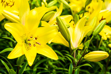 Fototapeta premium yellow lily flowers in the garden, lily joop flowers, lilium oriental joop.