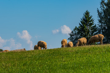 Fototapeta na wymiar several sheep graze on a small mountain top