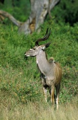 Obraz na płótnie Canvas Greater Kudu, tragelaphus strepsiceros, Male standing in Bush, Kruger Park in South Africa