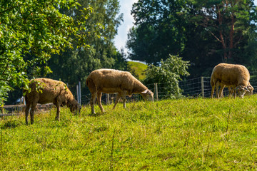 four sheep eat green grass in a fenced pasture