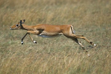 Impala, aepyceros melampus, Femelle running, Masai Mara Park in Kenya