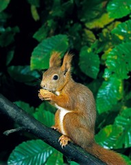 Red Squirrel, sciurus vulgaris, Female standing on Branch, Eating Nut