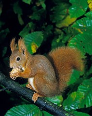 Naklejka na ściany i meble Red Squirrel, sciurus vulgaris, Female standing on Branch, Eating Nut