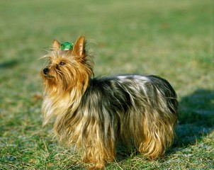 Yorkshire Terrier