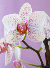 Macro view of orchid flowers. Pale yellow speckled phalaenopsis. 