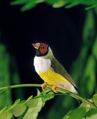 White Breasted Gouldian Finch, chloebia gouldiae, Adult standing on Branch