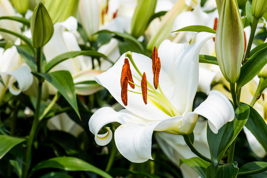 white lily flowers in the garden, lily joop flowers, lilium oriental joop.