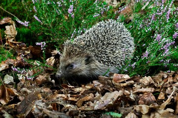 European Hedgehog, erinaceus europaeus, Adult standing on Dead Leaves, Normandy © slowmotiongli