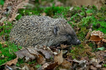 European Hedgehog, erinaceus europaeus, Adult standing on Dead Leaves, Normandy