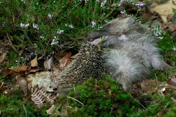 European Hedgehog, erinaceus europaeus, Adult licking, Normandy © slowmotiongli