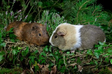 Guinea Pig, cavia porcellus