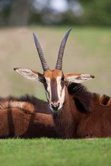 Sable Antelope, hippotragus niger