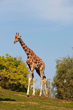 Reticulated Giraffe, giraffa camelopardalis reticulata, Samburu Park in Kenya