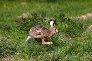 European Brown Hare, lepus europaeus, Adult running on Grass, Normandy