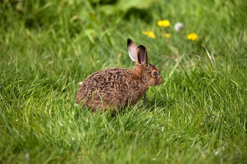 European Brown Hare, lepus europaeus, Leveret standing on Grass, Normandy