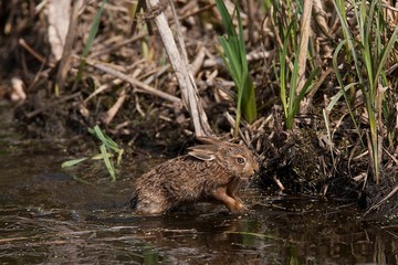 European Brown Hare, lepus europaeus, Leveret crossing Waterhole, Normandy