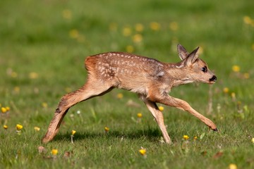 Roe Deer, capreolus capreolus, Fawn running through Flowers, Normandy