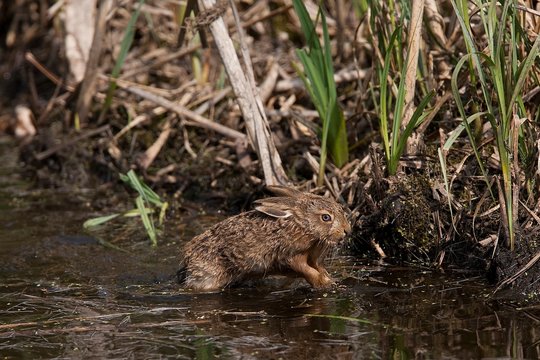 รูปภาพLeveret – เลือกดูภาพถ่ายสต็อก เวกเตอร์ และวิดีโอ3,179 | Adobe Stock