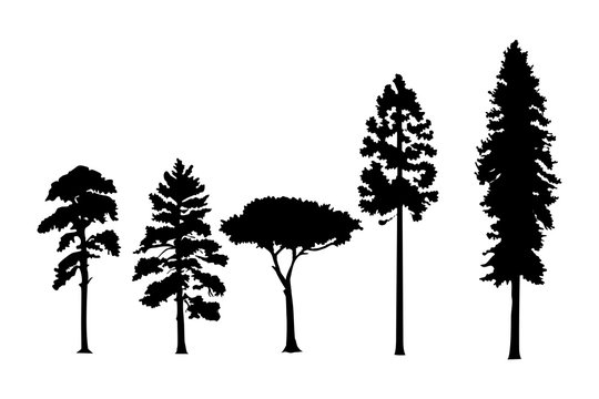 Variety of pine trees silhouettes isolated on a white background. 