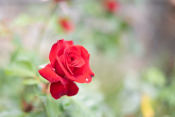 Red rose with water drop over a blurred background of green leaves with copy space. Declaration of love. Classic love symbol with empty space for adding text