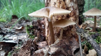 Mushrooms