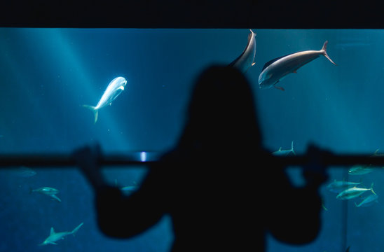 Silhouette of a Girl in an Aquarium