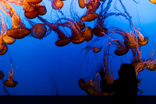 Silhouette of a Girl in an Aquarium