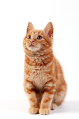Red Tabby Domestic Cat, Kitten sitting against White Background