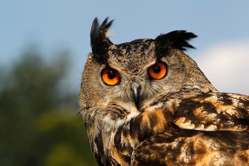 European Eagle Owl, asio otus, Portrait of Adult