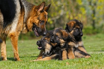 Fototapeta na wymiar German Shepherd Dog, Mother with Pup standing on Lawn