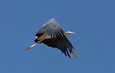 Marabou Stork, leptoptilos crumeniferus, Adult in Flight, Masai Mara Park in Kenya