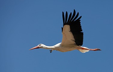 White Stork, ciconia ciconia, Adult in Flight against Blue Sky