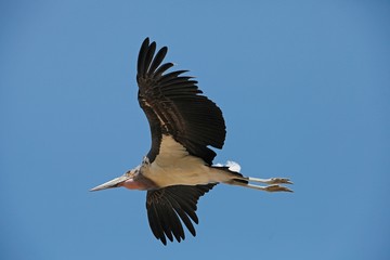 Marabou Stork, leptoptilos crumeniferus, Adult in Flight, Masai Mara Park in Kenya