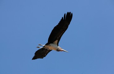 Marabou Stork, leptoptilos crumeniferus, Adult in Flight, Masai Mara Park in Kenya
