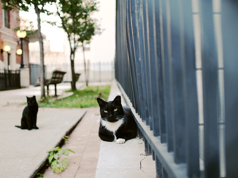 Neighborhood black cats resting in a small park